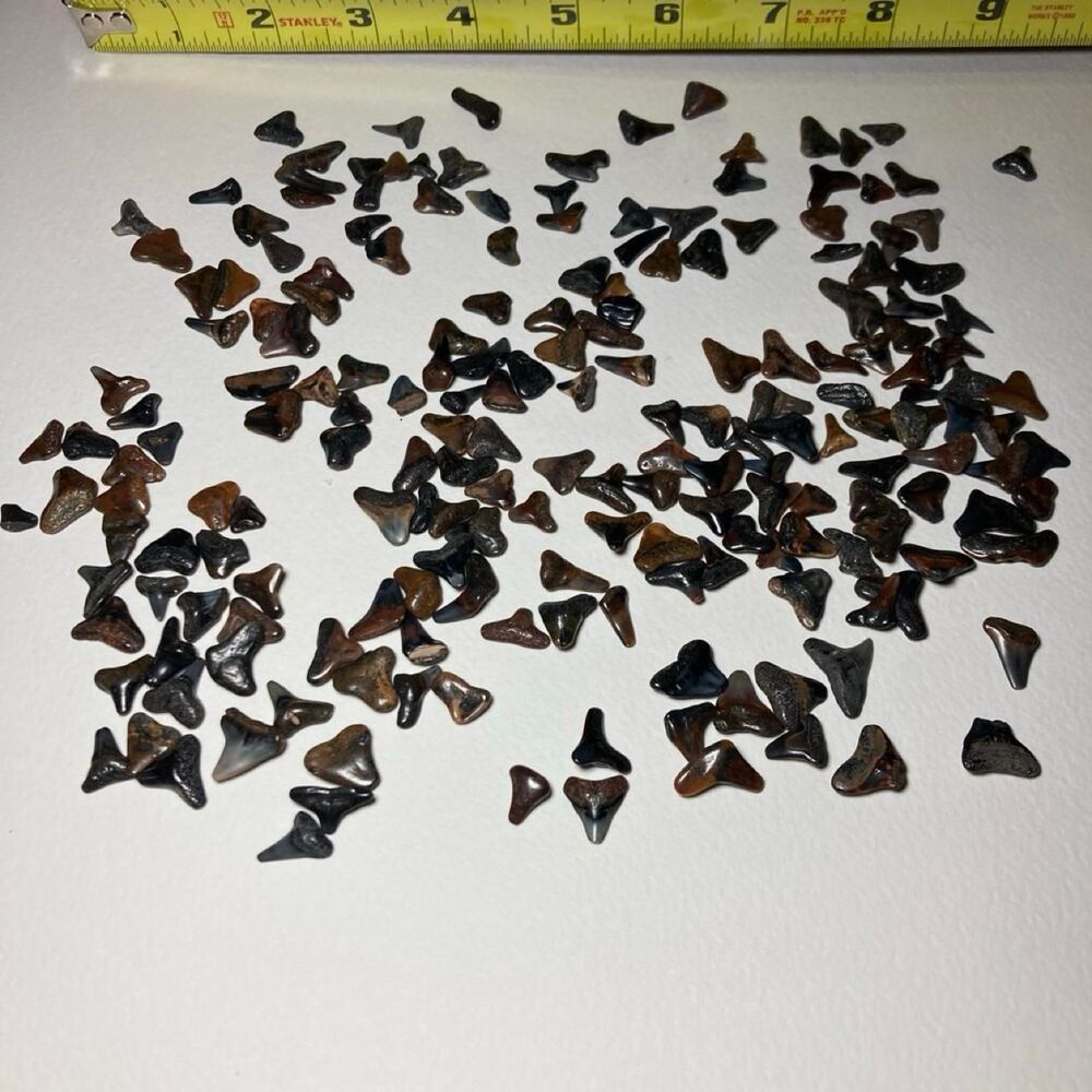 Fossil Collectibles